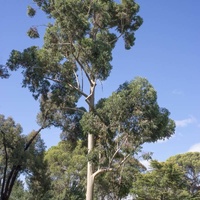 Eucalyptus saligna